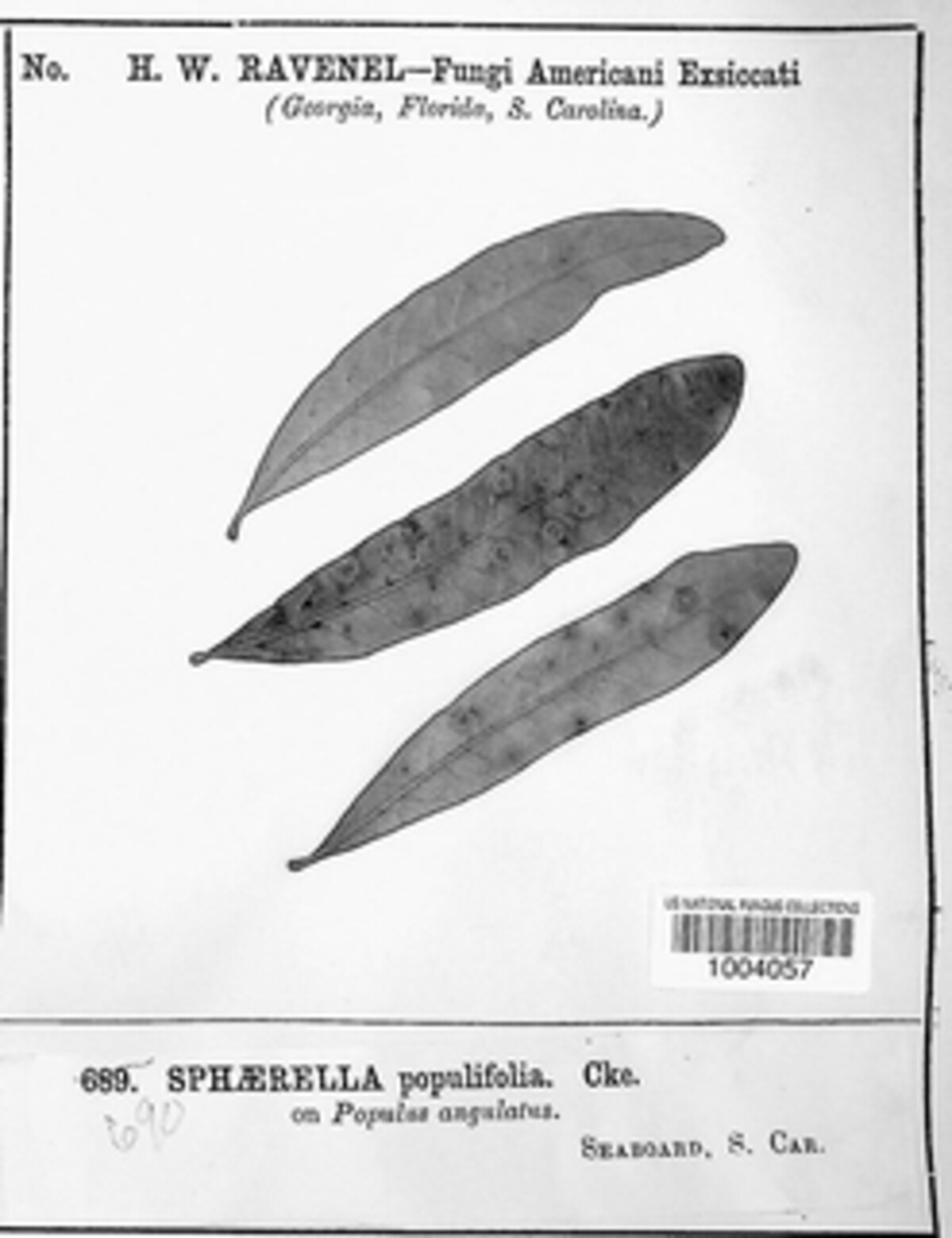 Mycosphaerella populifolia image